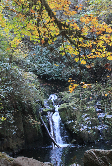 Autumn color at Sweet Creek Falls